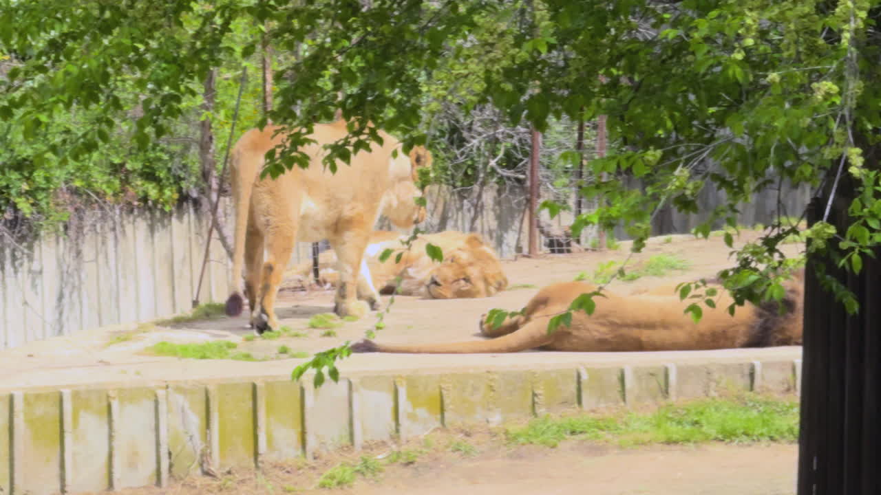 Lioness walks toward and lies down beside two resting companions in a sunny outdoor habitat, showcasing wild feline behavior, pride interaction, and peaceful wildlife moments