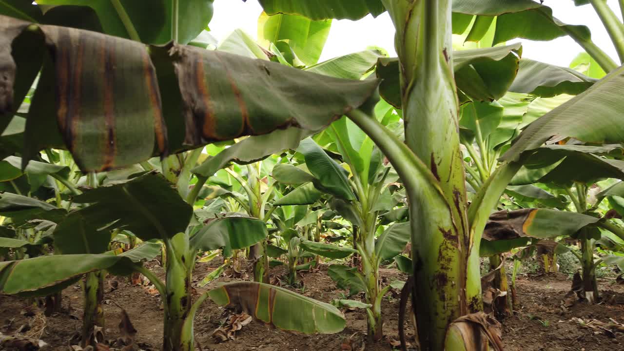 finca bananera en la india | fruta | agricultura | banano