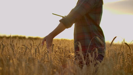 Close-up-of-a-woman-farmer-in-a-hat-and-a-plaid-shirt-touches-the-sprouts-and-seeds-of-rye-examines-and-enters-data-into-the-tablet-computer-is-in-the-field-at-sunset