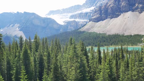 Schwenkansicht-Des-Kiefernwaldes-Mit-Schöner-Bergkette-Und-Klarem-Blauem-Himmel-In-Den-Sommerferien-Mit-Riesigem-Gracier-Im-Banff-Nationalpark,-Alberta,-Kanada