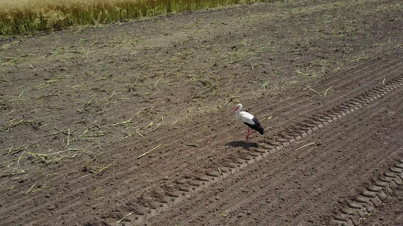 White Stork Look For Food In Field. White stork walking in a agricultural field