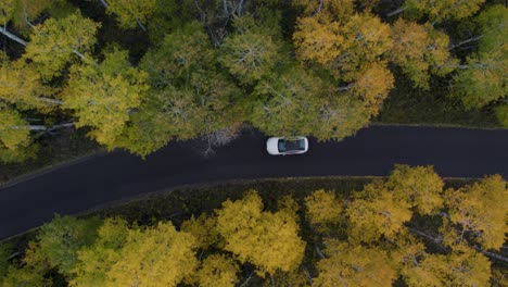 car driving on mountain road with colorful fall trees in forest, aerial top down view