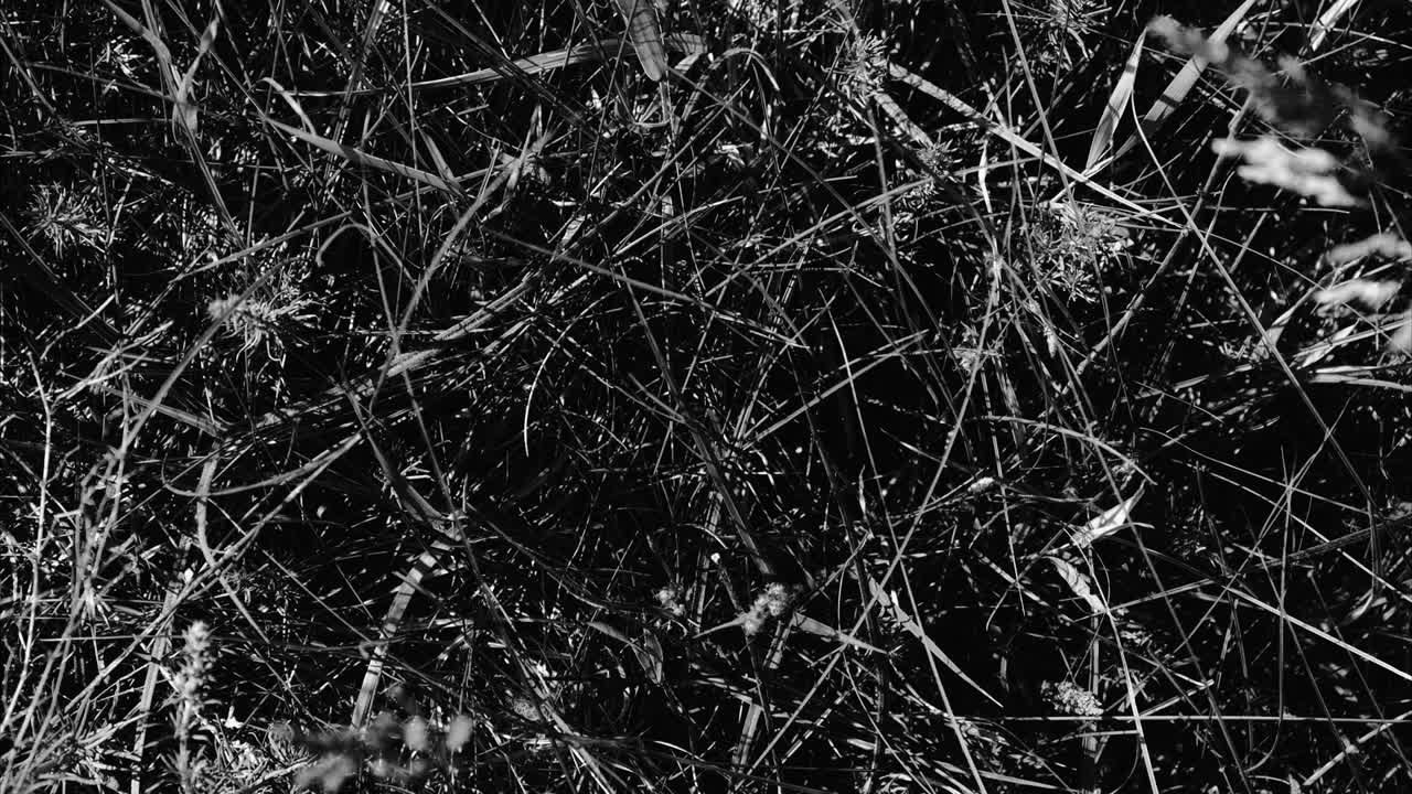 color neutro ambiental puro vida vegetal silvestre