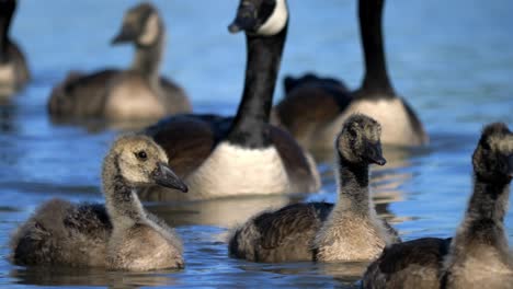 Closeup-Of-Gosling-Swimming-In-The-Fraser-River-On-A-Sunny-Day-In-BC,-Canada