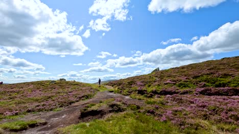 a lone hiker moves along a winding dirt trail through blooming heather fields on a sunny day in glen clova, scotland. wide landscape shots, natural daylight, and gentle camera movement create a tranquil, expansive mood