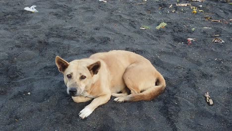 beach dog looks abandoned in the black sand, frightened animal alone walks away slow motion shot