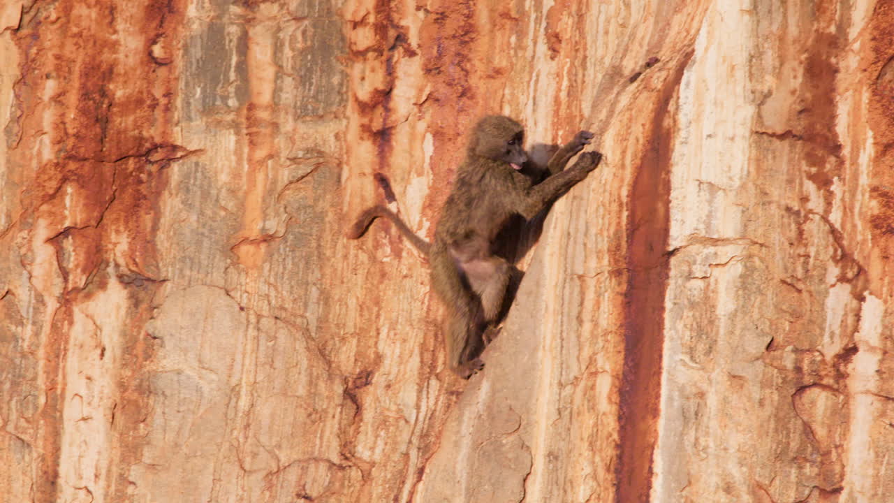 Giovane babbuino olivaceo che si arrampica su un ripido terreno roccioso rosso