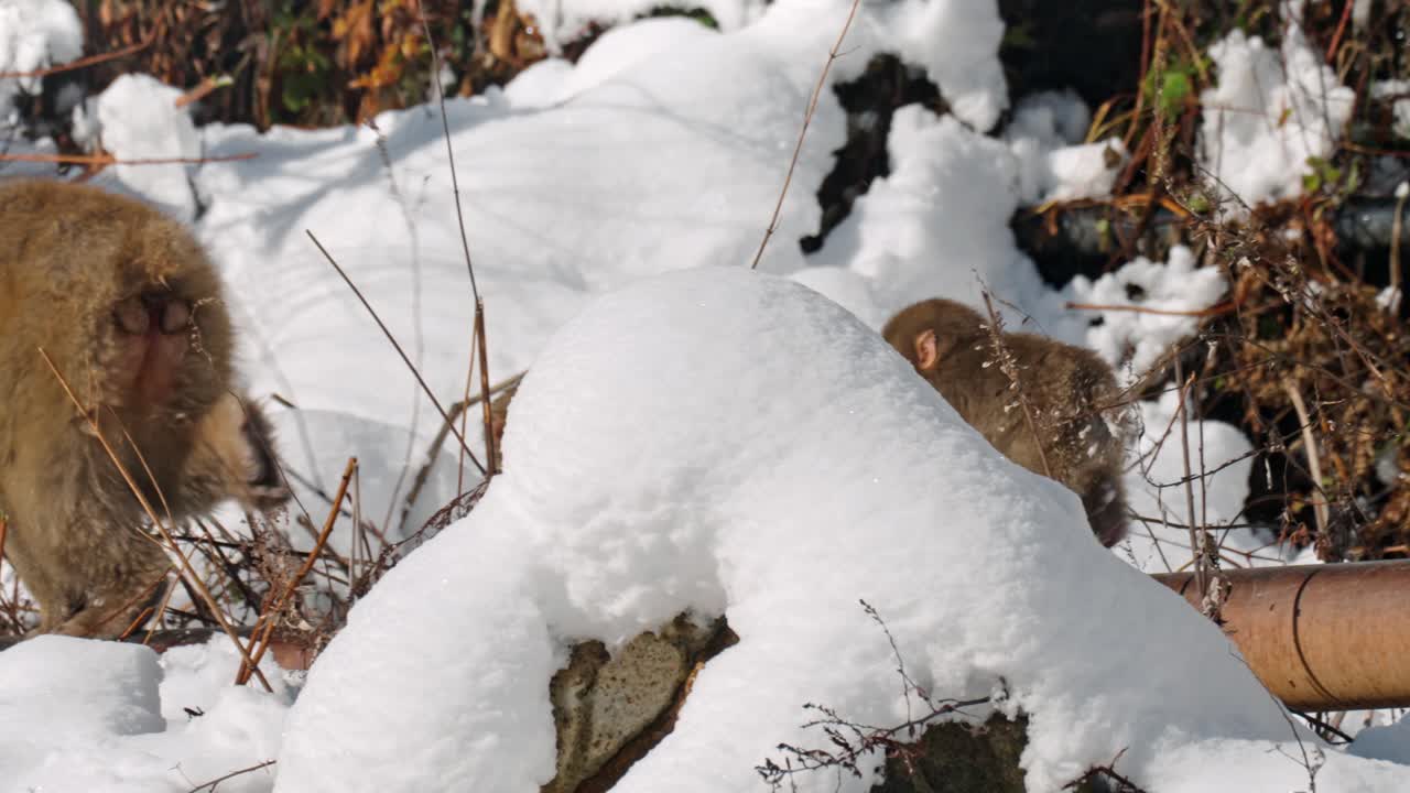 A playful baby snow monkey chases after its mother through the snowy mountains of Jigokudani, Japan.