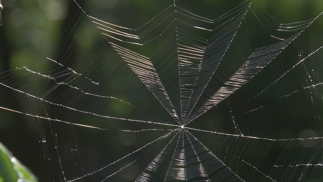 Spiderweb in nature