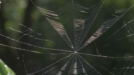 spiderweb in nature