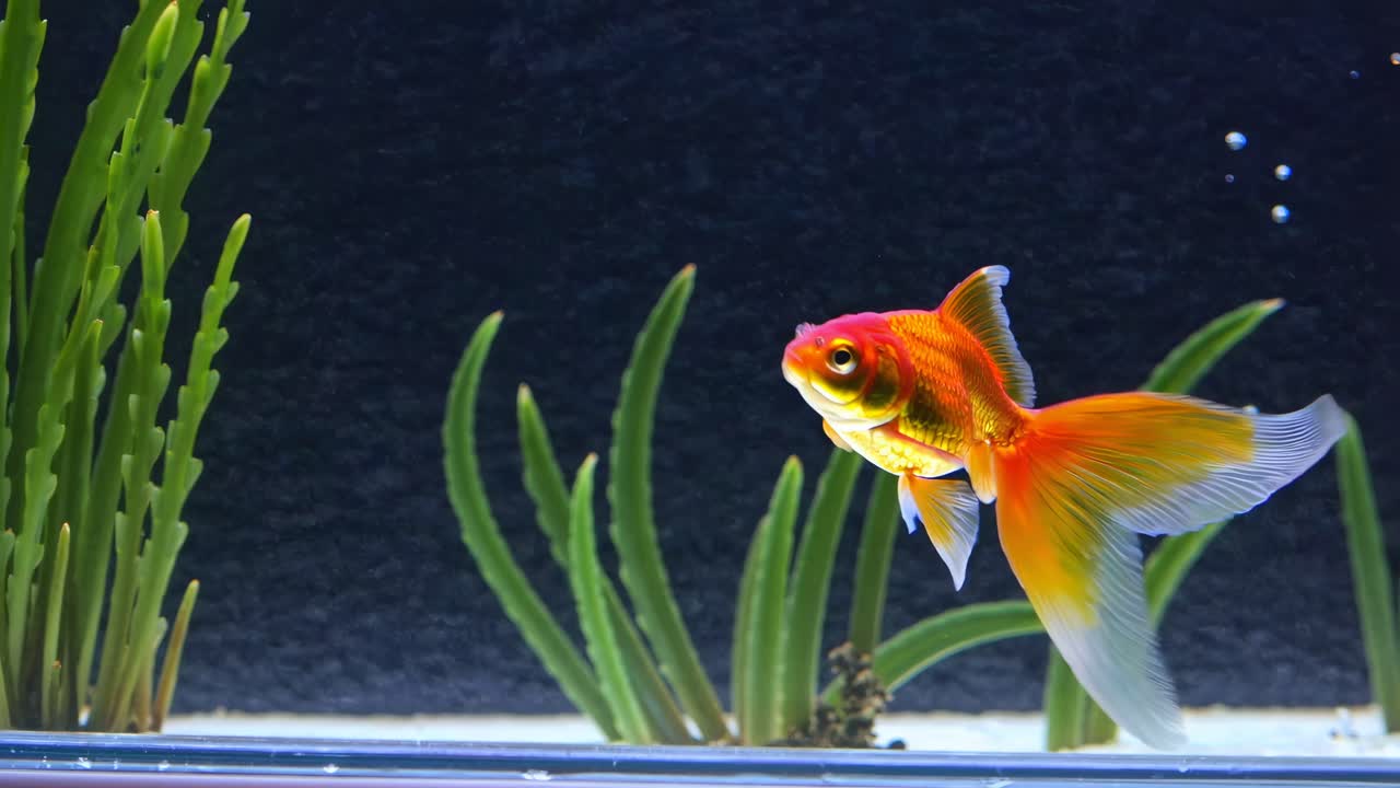 Close-up video of a vibrant goldfish swimming in an aquarium, captured from a side angle
