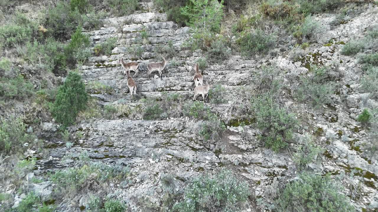 Approaching aerial drone view to 5 iberian Ibex in a rugged mountainous landscape in Castellon SE Spain