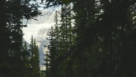 the sun rays through the trees of banff national park, with huge mountains in the background, in canada