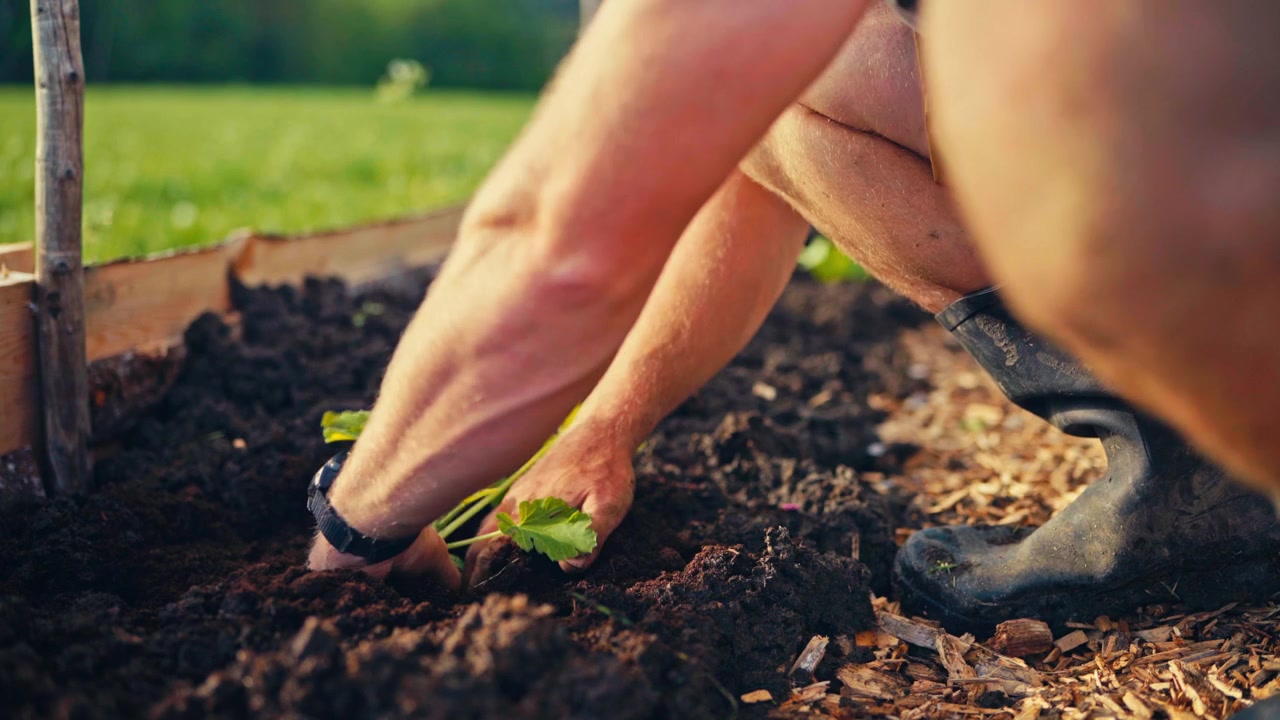 Man planterar en grön bladig planta i mörk kompostjord i en trädgårdsmiljö – närbild