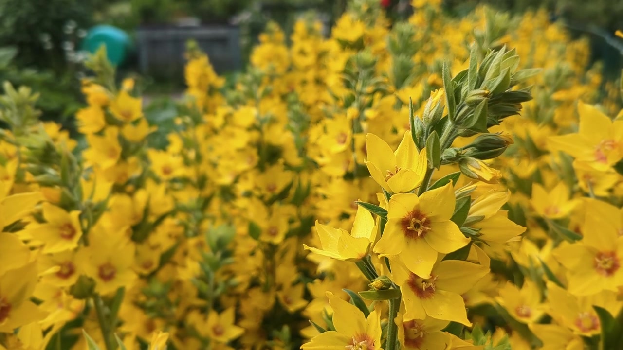 Fiori giallo brillante di Lysimachia punctata che crescono in giardino