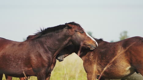 hermoso caballo marrón con cara blanca cepilla la cabeza contra el potro en el campo mientras flexiona los músculos de las piernas