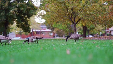 canada geese grazing in the park