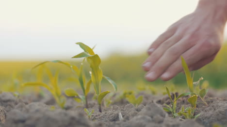 farmer pouring organic soil 5