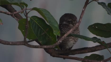 burrowing owl in tree sleeping .