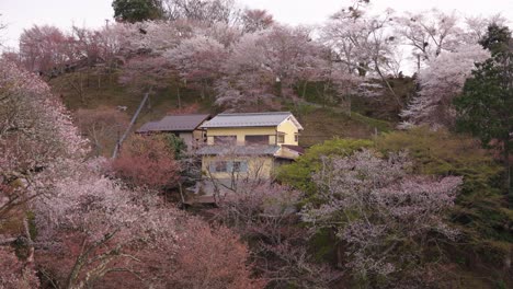 yoshino mountainside in spring covered in pink sakura trees, japan