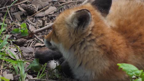 cute red fox cub stands in the grass and looks at the camera