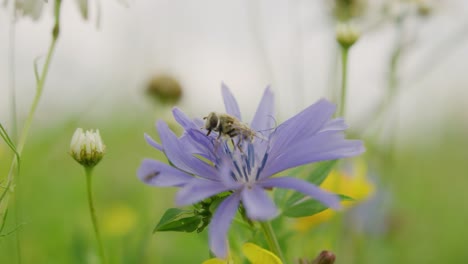 Fleißige-Hummel-Bestäubt-Blaue-Kornblume-Auf-Saftig-Grüner-Wiese---Zeitlupe