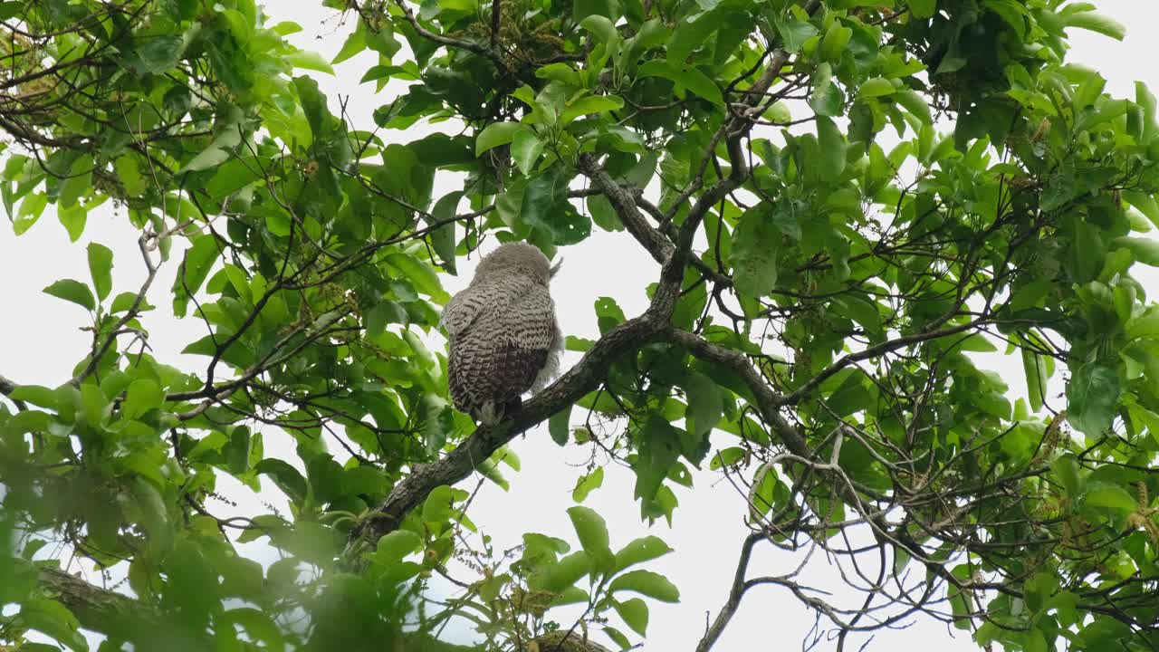 moviéndose torpemente mientras gira para mirar hacia el frente y luego mira a su alrededor, búho real de vientre manchado bubo nipalensis, parque nacional kaeng krachan, tailandia