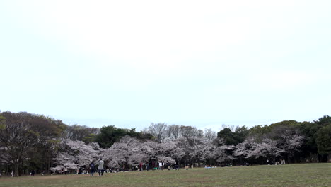 Ein-Panorama-Des-Yoyogi-Parks-Mit-Kirschblüten