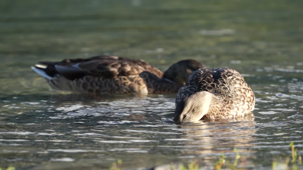 patos en el agua