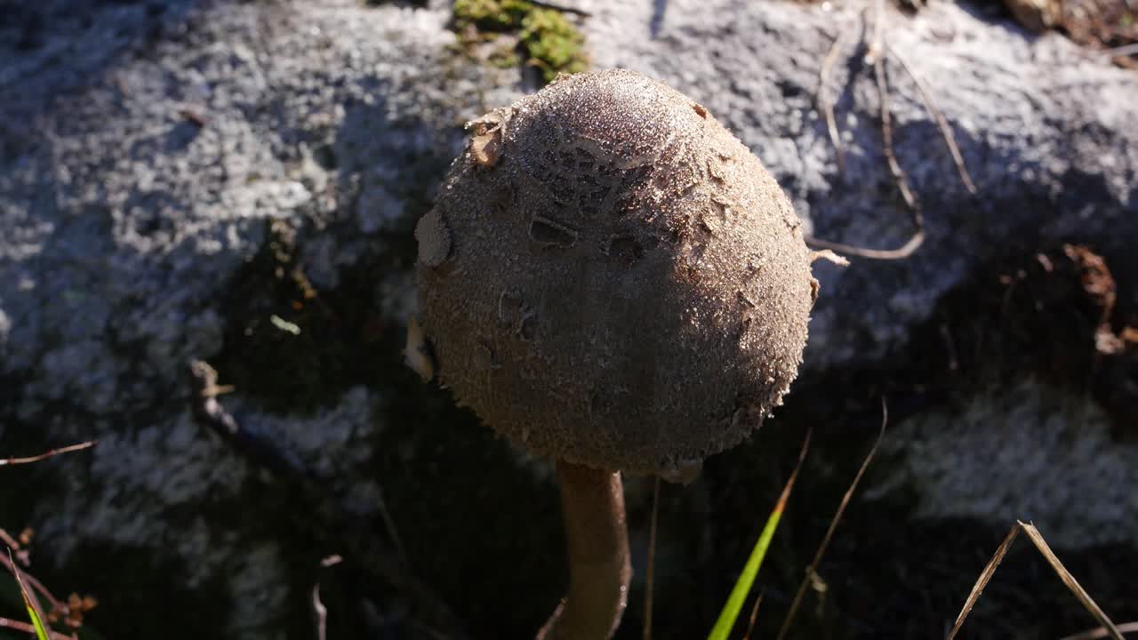A macro footage of a wild mushroom with a rock on the background.