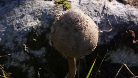a macro footage of a wild mushroom with a rock on the background.