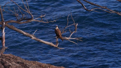 red-backed sea-eagle perching on dry tree branch near the beach in north stradbroke island, queensland, australia - wide shot