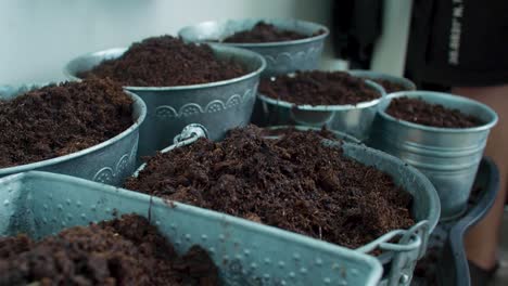 the pots filled with soil are being sprinkled with water, providing moisture to the soil and promoting proper hydration for the plants