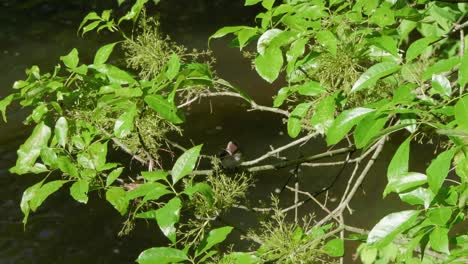 pájaro en las ramas con arroyo en segundo plano.