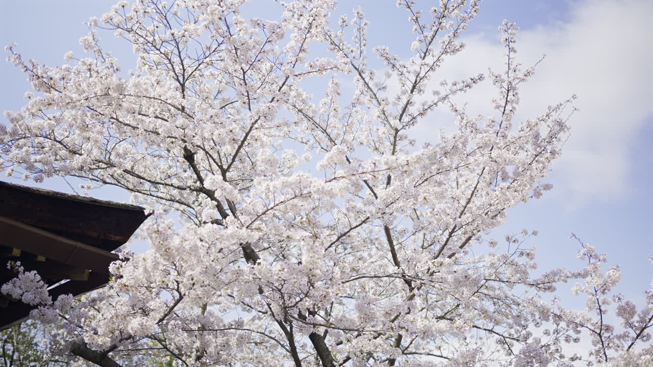 Springtime brings vibrant cherry blossoms to life beside Fushimi Inari ancient shrine in Kyoto, Japan