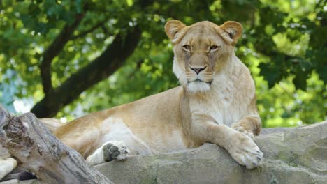 lioness relaxes on rocky ledge under trees, natural daylight, steady camera, tranquil atmosphere