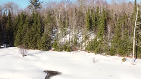 Fly-from-snowy-landscape-into-serene-winter-forest-with-tall-trees