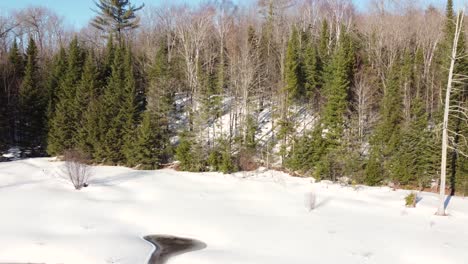 fly from snowy landscape into serene winter forest with tall trees