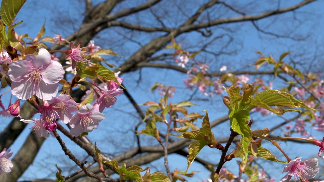 Close-up of pink sakura flowers and green leaves swaying gently against a clear blue sky