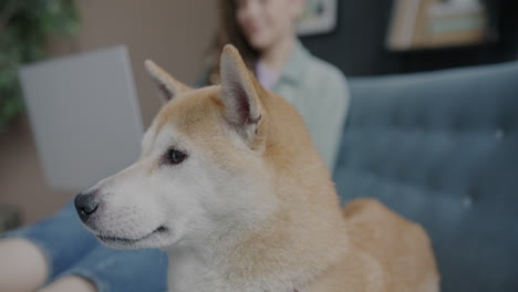 dog and girl in the living room