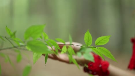 young girl with green leaf. close up portrait of a beautiful woman outdoor in the forest
