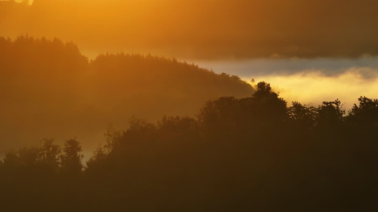 숲 위의 안개가 가득한 해가 뜨는 것
