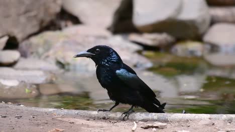 el drongo con cresta de pelo o es un ave en asia de la familia dicruridae que era conespecífico con dicrurus bracteatus o drongo con lentejuelas en el que puede ser difícil diferenciar entre sí