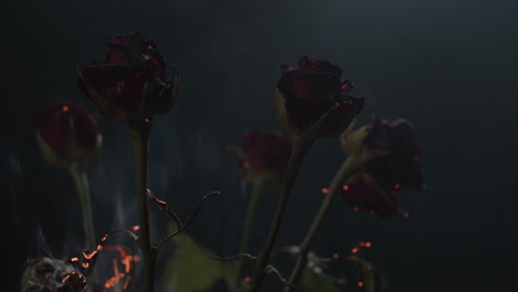 roses in flames