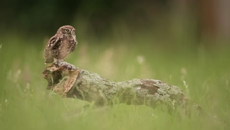 Slow-motion-shot-of-Little-Owl-in-flight-landing-on-tree-stump-in-grassland