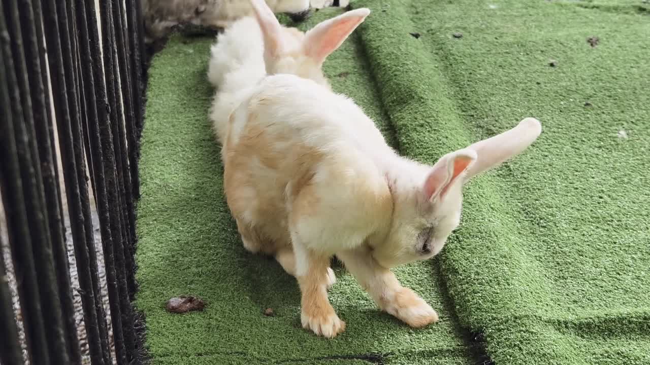 케이지에 인 토끼