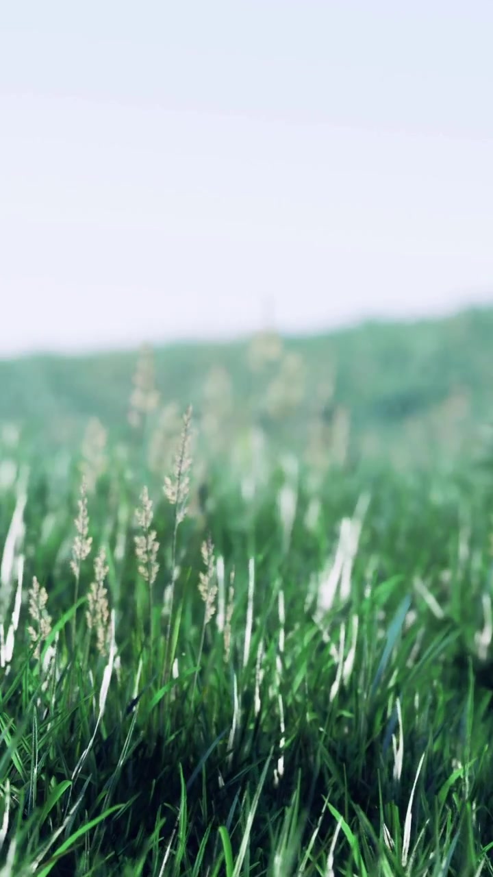 Erba verde lussureggiante ondeggia dolcemente alla calda luce del sole di un pomeriggio sereno.