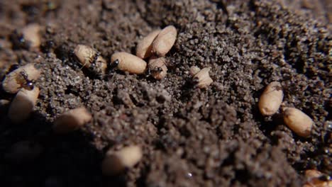 hormigas y sus huevos anidados en el suelo - macro shot