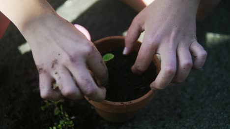 video shows a woman placing a plant sprout in a messy pot's soil