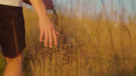 Die-Hand-Des-Jungen-Berührt-Gras-Beim-Gehen-Bei-Sonnenuntergang